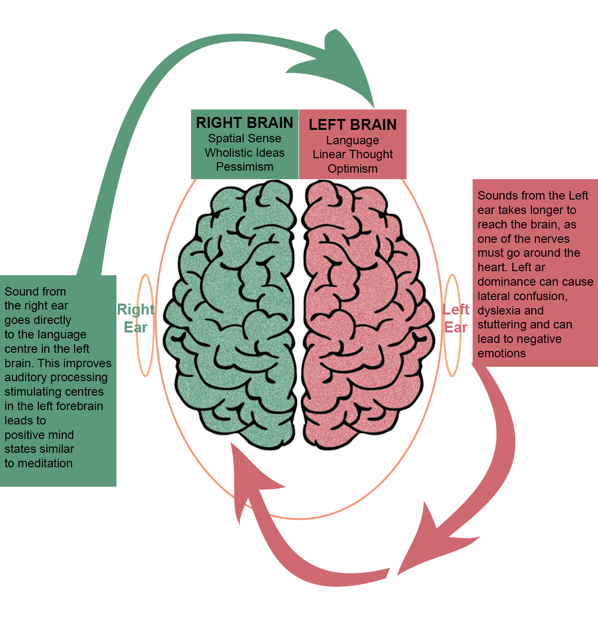 8-5-why-is-right-ear-dominance-important-sound-therapy-synergy