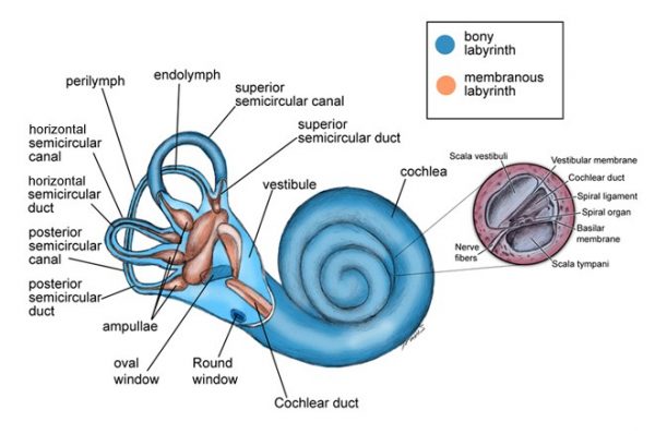 4.1.10 What do the Semi-circular Canals do? - Sound Therapy Synergy